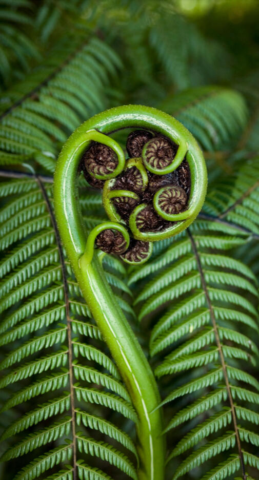 fractalfiddlehead A close-up of a bright green fern frond just beginning to unfurl, tightly coiled in a spiral with smaller curls nested inside. The background is a lush array of mature fern leaves, creating a textured, layered green backdrop. The image evokes emergence, gr