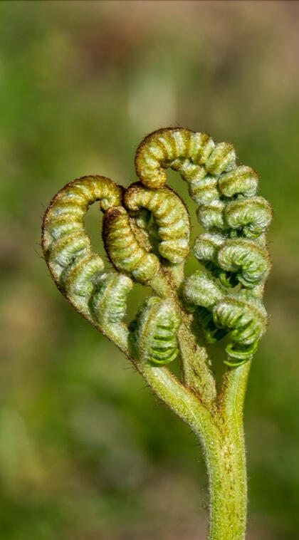furled heart A close-up of a young fern frond beginning to unfurl in a heart-like shape, its curled tips forming two symmetrical spirals. The background is softly blurred green grass, evoking a sense of tenderness, new growth, and natural unfolding.