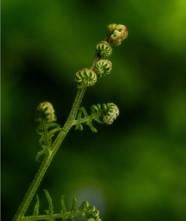unfurling together A cluster of vibrant green fern fronds in the early stages of unfurling, with tight coils at the tips of tall, delicate stalks. The background is softly blurred with more young ferns, creating a sense of lushness, growth, and emergence in a forest or garde