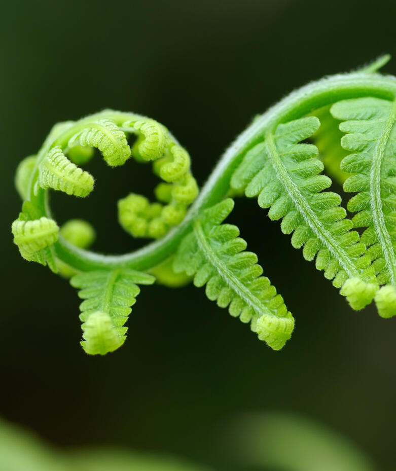 inprocess A close-up of a delicate green fern frond beginning to unfurl in a graceful spiral, with tiny curled tips and soft, fuzzy texture. The background is a smooth, deep green blur, creating a sense of gentle focus, support, and natural unfolding.
